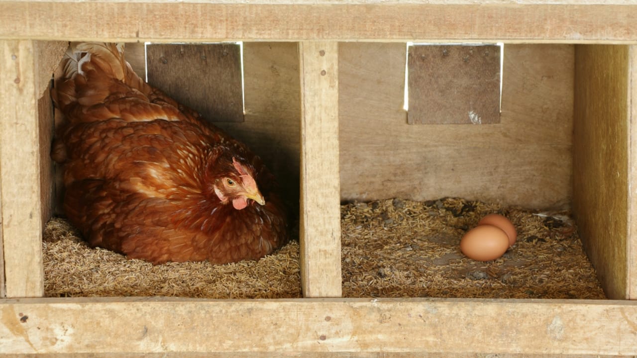 15 Must-Haves for a Safe & Happy Chicken Coop 2 15 Must-Haves for a Safe & Happy Chicken Coop -