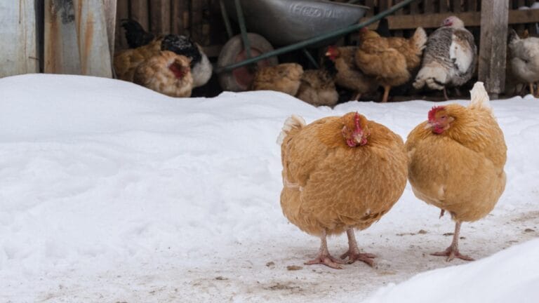 Keeping Chickens Warm Without Electricity: 8 Practical Winter Tips 5 Keeping Chickens Warm Without Electricity: 8 Practical Winter Tips - chicken on the snow dp355321910