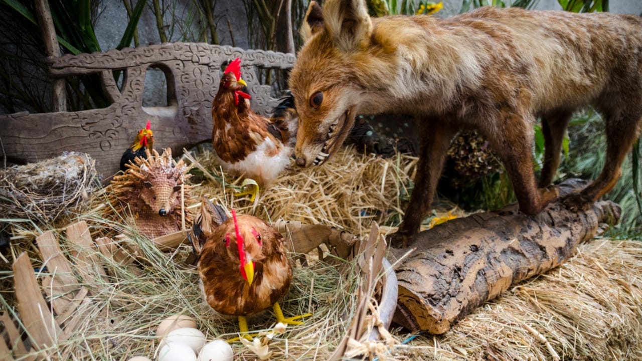 15 Common Mistakes to Avoid When Raising Backyard Chickens 4 15 Common Mistakes to Avoid When Raising Backyard Chickens - chicken predator ss1656075658