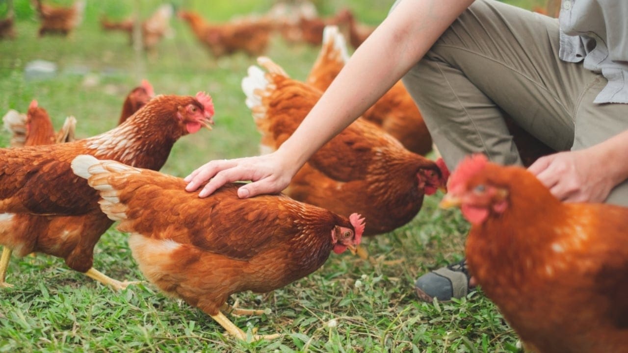 16 Reasons Backyard Chickens Belong in Your Home’s Backyard 8 16 Reasons Backyard Chickens Belong in Your Home’s Backyard - chicken ss2245153351