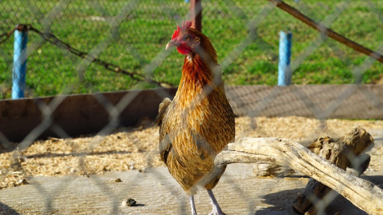 15 Must-Haves for a Safe & Happy Chicken Coop 15 15 Must-Haves for a Safe & Happy Chicken Coop - chicken sunbathing chicken coop dp101379106