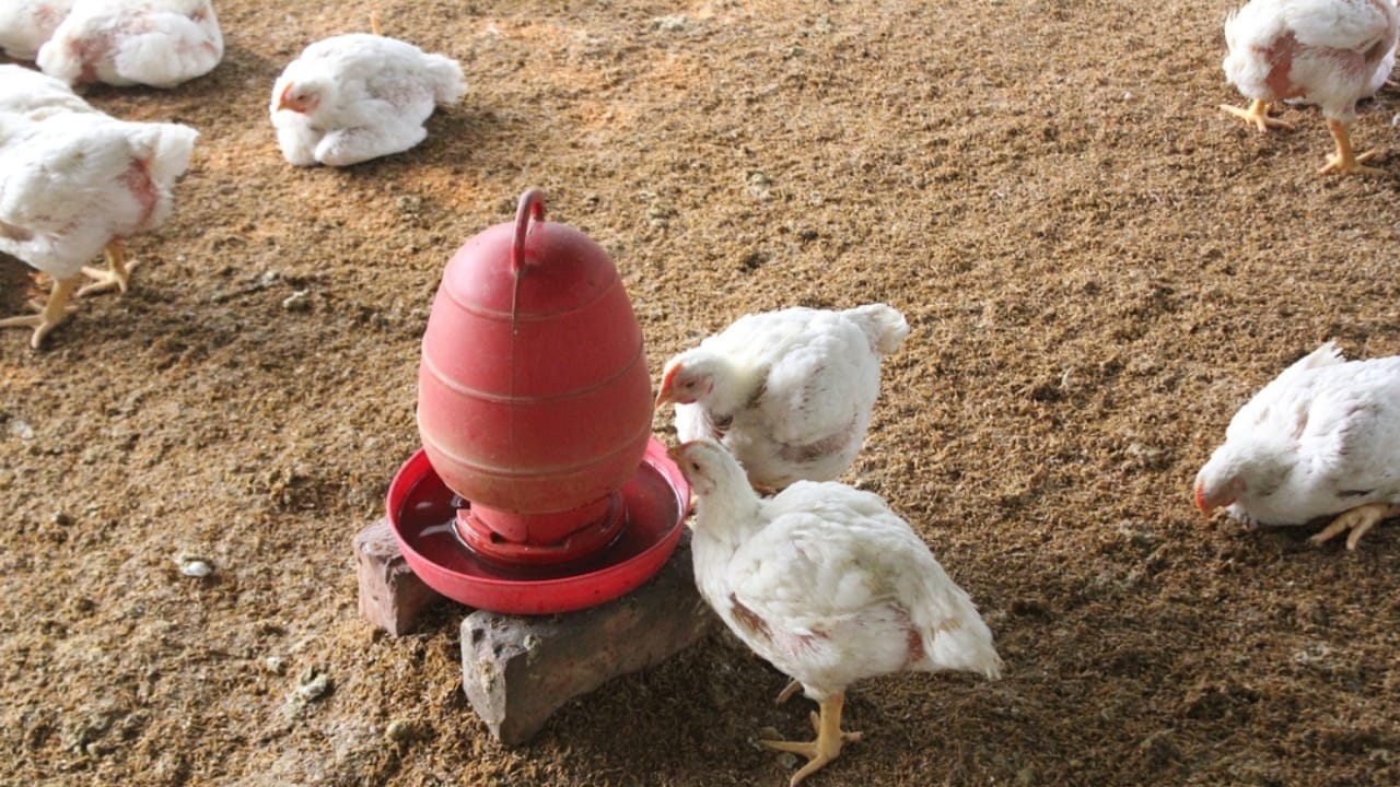 15 Common Mistakes to Avoid When Raising Backyard Chickens 6 15 Common Mistakes to Avoid When Raising Backyard Chickens - chicken water ss2133247593