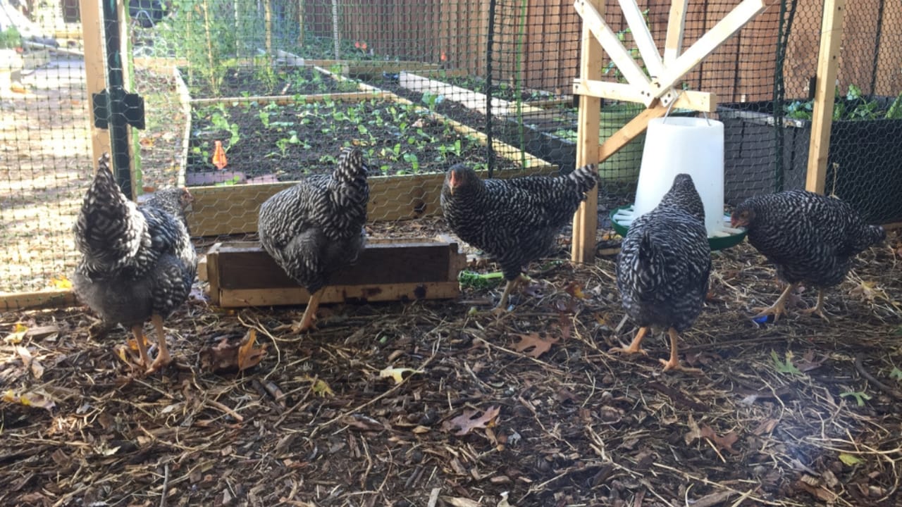 Micro Homesteading Made Easy: A Beginner's Guide to Backyard Abundance 6 Micro Homesteading Made Easy: A Beginner's Guide to Backyard Abundance - chicken with vegetables ss1551006722