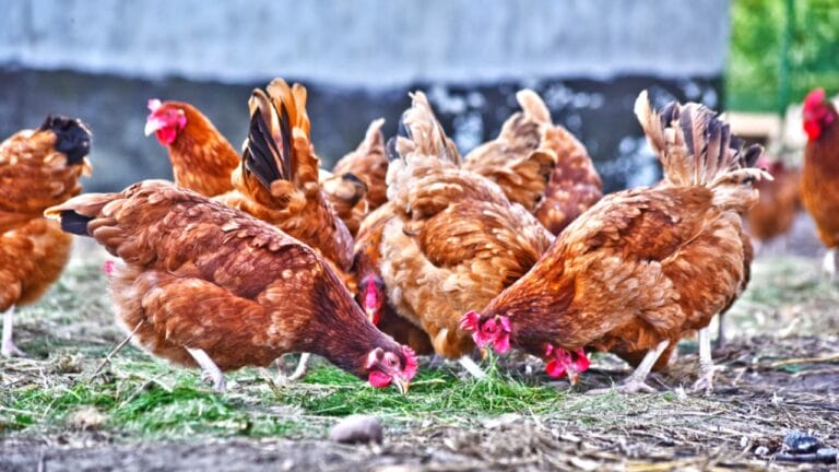 18 DIY Chicken Feed Ideas to Boost Egg Nutrition — No Store-Bought Feed Needed - chickens dp399842834