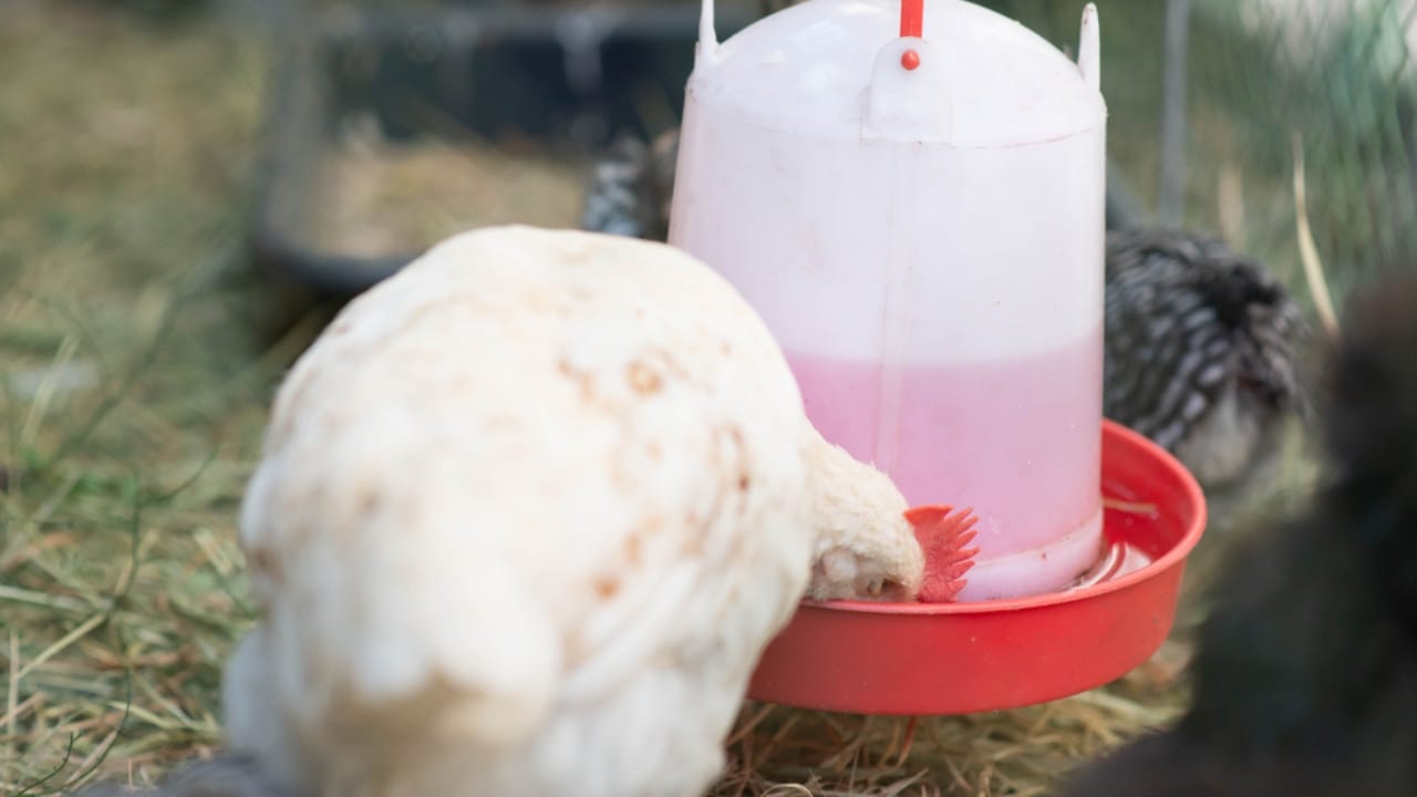15 Must-Haves for a Safe & Happy Chicken Coop 7 15 Must-Haves for a Safe & Happy Chicken Coop - chickens drinking dp545158988
