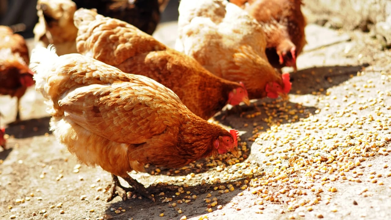 Homemade Chicken Feed 101: Health-Boosting Recipes, Including Our Tried-and-True Favorite - chickens eating corn dp37081895