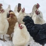 10 Winter Items Your Chickens Don’t Actually Need 20 10 Winter Items Your Chickens Don’t Actually Need - chickens in snow dp536665686