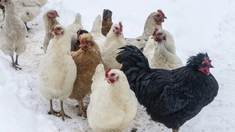 Homesteaders Don’t Hibernate: 20 Winter Activities That Matter Most 1 Homesteaders Don’t Hibernate: 20 Winter Activities That Matter Most - chickens in snow dp536665686