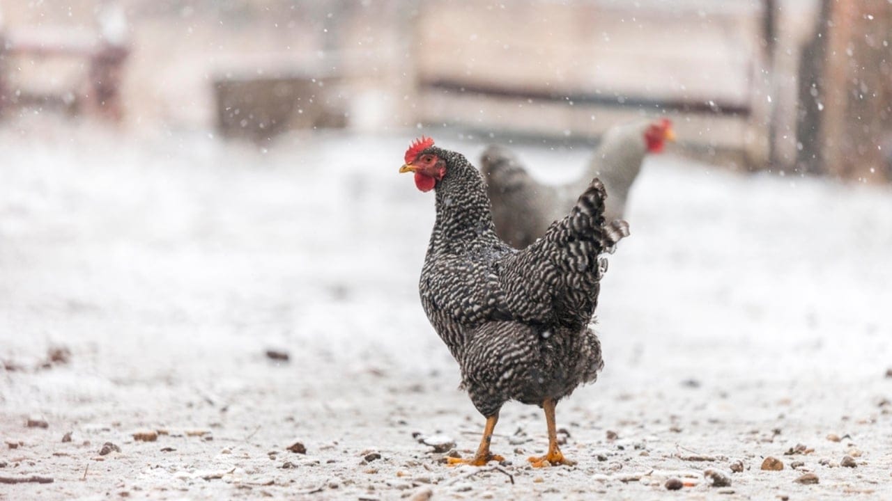 10 Winter Items Your Chickens Don’t Actually Need 9 10 Winter Items Your Chickens Don’t Actually Need - chickens on farm snow fall dp327588832