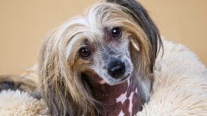 8 Reasons Why Chinese Crested Dogs are Great for Apartment Living 1 8 Reasons Why Chinese Crested Dogs are Great for Apartment Living - chinese crested dog ss1678560322