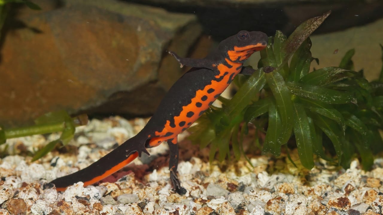 30 Unique Non-Fish Pets to Bring Life to Your Home Aquarium 13 30 Unique Non-Fish Pets to Bring Life to Your Home Aquarium - chinese fire bellied newt dp548764194