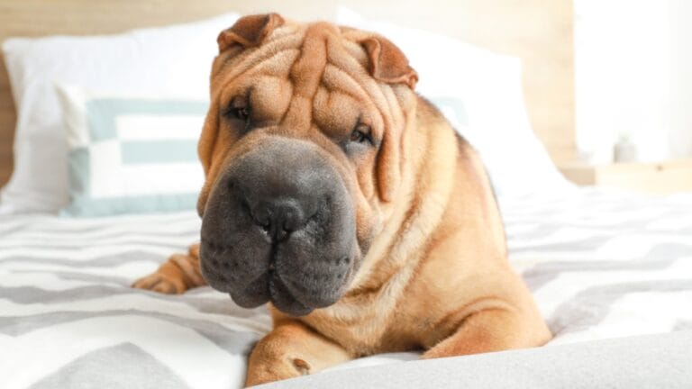 Why the Chinese Shar-Pei is More Than Just Wrinkles 8 Why the Chinese Shar-Pei is More Than Just Wrinkles - chinese shar pei dog ss1507483862