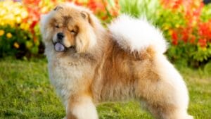From Blue-Black Tongues to Royal Ties: 10 Surprising Facts About Chow-Chows 1 From Blue-Black Tongues to Royal Ties: 10 Surprising Facts About Chow-Chows - chow chow dog ss1875668464