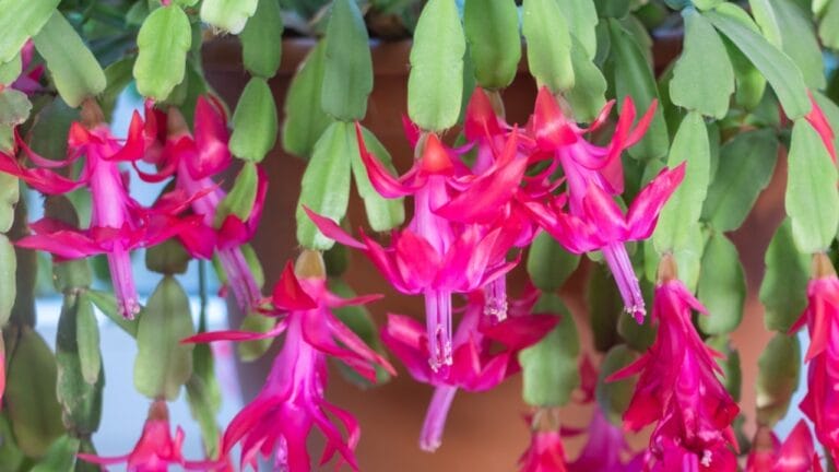 11 Mistakes Stopping Your Christmas Cactus from Blooming 4 11 Mistakes Stopping Your Christmas Cactus from Blooming - christmas cactus ss2249896971