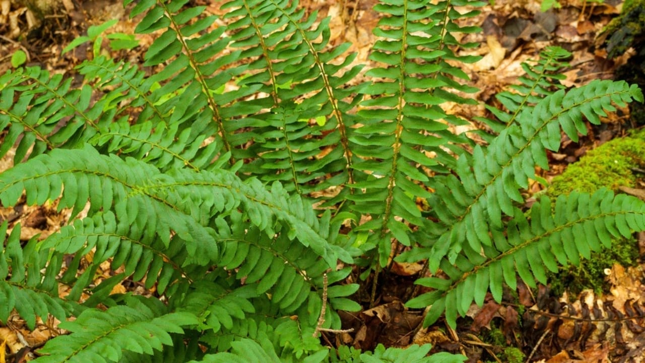 Achieve a Weed-Free Garden with These 15 Perennial Ferns 6 Achieve a Weed-Free Garden with These 15 Perennial Ferns - christmas fern ss2414489785