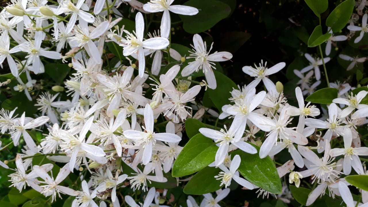 12 Fragrant Climbers to Make Your Backyard Smell Divine 7 12 Fragrant Climbers to Make Your Backyard Smell Divine - clematis armandii dp283706684