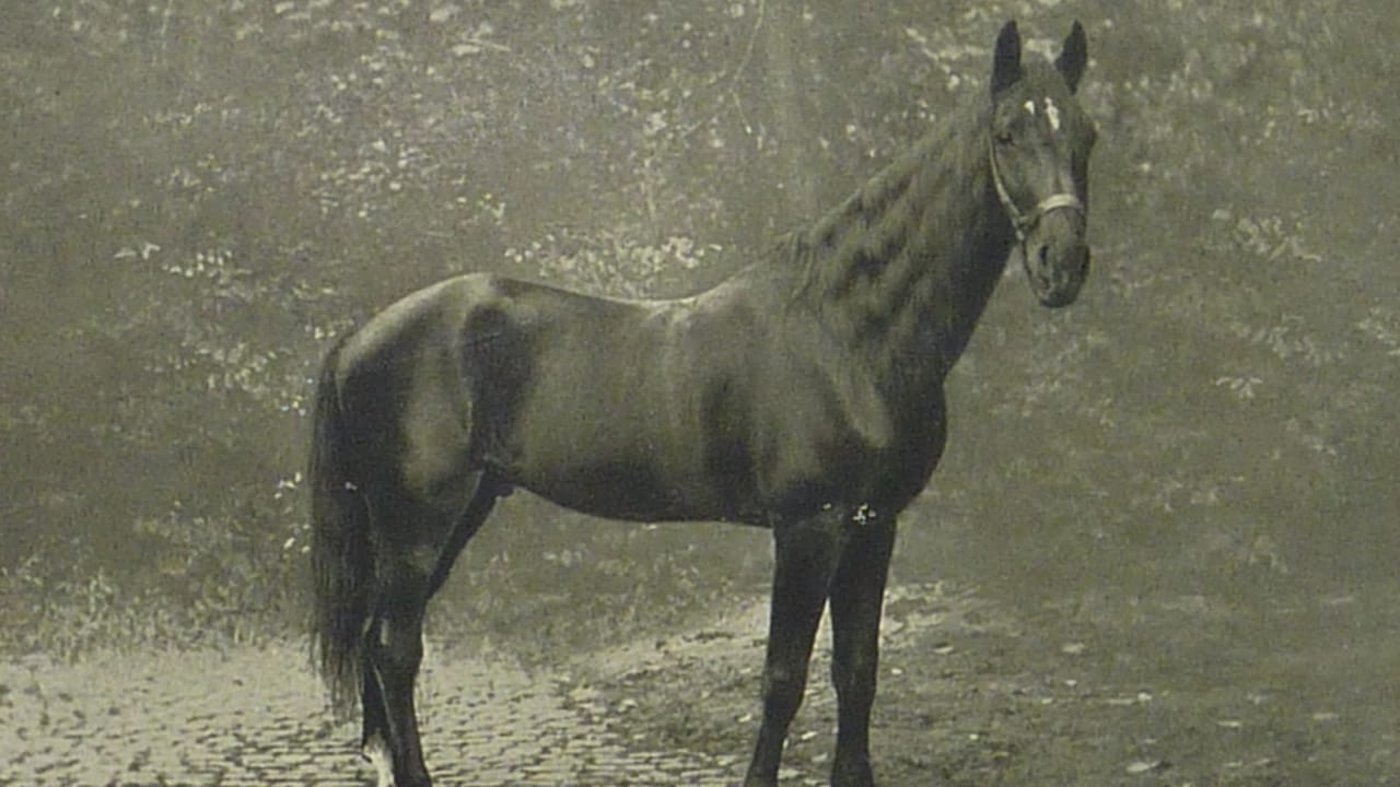 15 Wild Horse Facts Straight from History’s Pages 7 15 Wild Horse Facts Straight from History’s Pages - clever hans wc