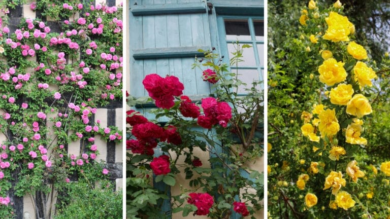 20 Best Vines for Containers That Are Easy to Grow 8 20 Best Vines for Containers That Are Easy to Grow - climbing roses ss199162452511401767381856621569