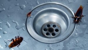 6 Common Pests Found in Drains in Fall & How to Get Rid of Them 1 6 Common Pests Found in Drains in Fall & How to Get Rid of Them - coackroach in sink ss2484803951