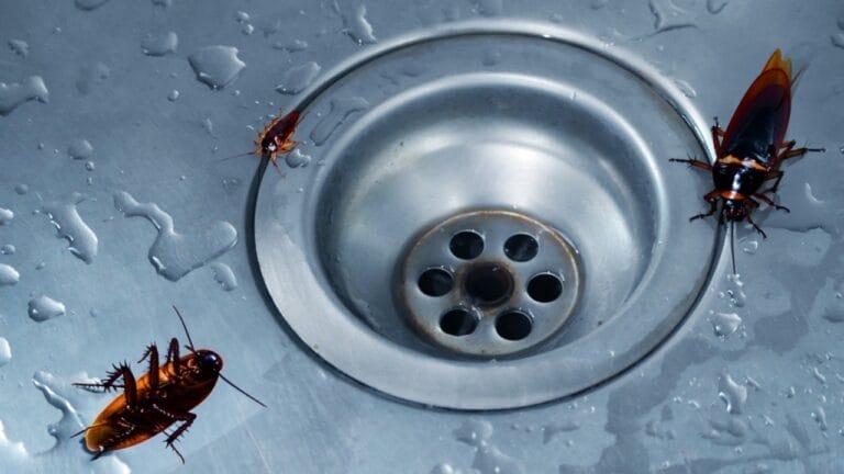 6 Common Pests Found in Drains in Fall & How to Get Rid of Them 7 6 Common Pests Found in Drains in Fall & How to Get Rid of Them - coackroach in sink ss2484803951