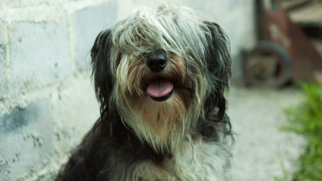 7 Reasons the Polish Lowland Sheepdog Will Win You Over 4 7 Reasons the Polish Lowland Sheepdog Will Win You Over - coat of polish lowland ss1463464370