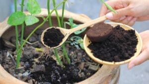 Your Leftover Coffee Grounds are Perfect for These 18 Acid-Loving Plants 1 Your Leftover Coffee Grounds are Perfect for These 18 Acid-Loving Plants - coffee ground ss1023161662