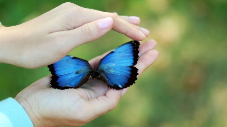 13 of the World’s Rarest Butterflies You’ll Be Lucky to See Even Once 6 13 of the World’s Rarest Butterflies You’ll Be Lucky to See Even Once - colorful butterfly dp85928560