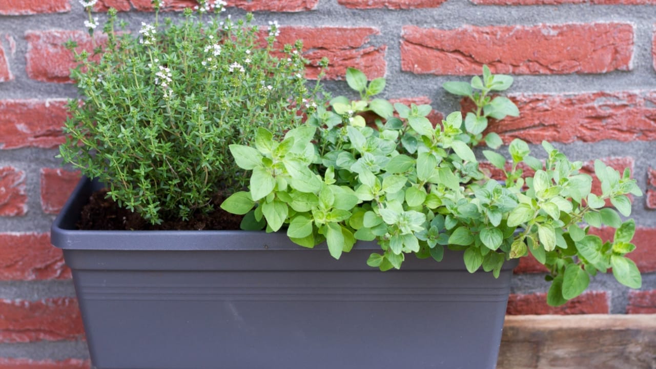 10 Organic Weed Control Methods for a Thriving Perennial Garden 6 10 Organic Weed Control Methods for a Thriving Perennial Garden - companion planting ss645743278