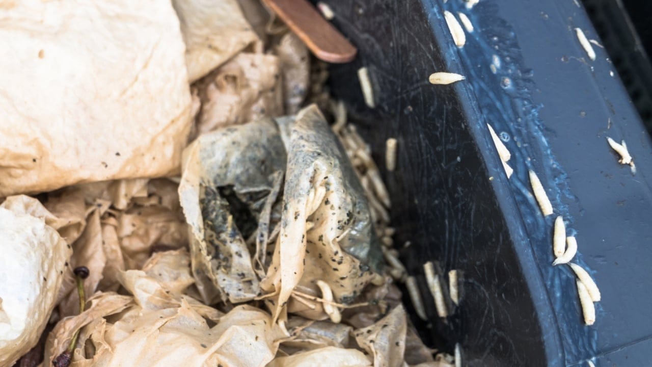 18 Composting Tips Every Beginner Needs to Turn Scraps into Garden Gold 13 18 Composting Tips Every Beginner Needs to Turn Scraps into Garden Gold - compost bin pests ss698438506