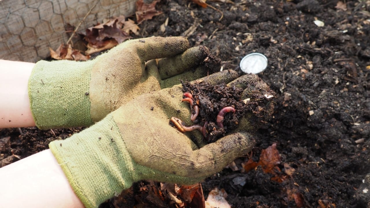 18 Composting Tips Every Beginner Needs to Turn Scraps into Garden Gold 16 18 Composting Tips Every Beginner Needs to Turn Scraps into Garden Gold - composting with worms ss2517617739