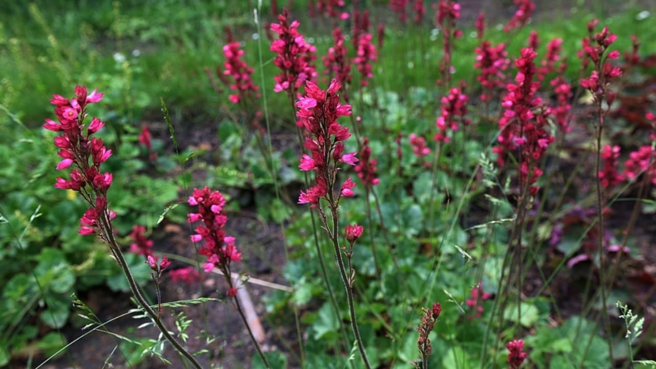 15 Evergreen Perennials for Constant Color & Natural Weed Control - coral bell ss2477027463