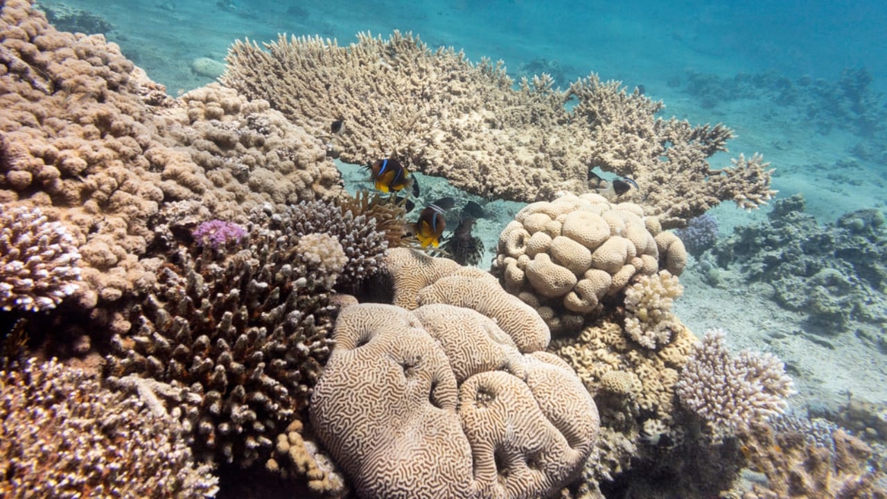 30 Unique Non-Fish Pets to Bring Life to Your Home Aquarium 4 30 Unique Non-Fish Pets to Bring Life to Your Home Aquarium - corals dp85566756