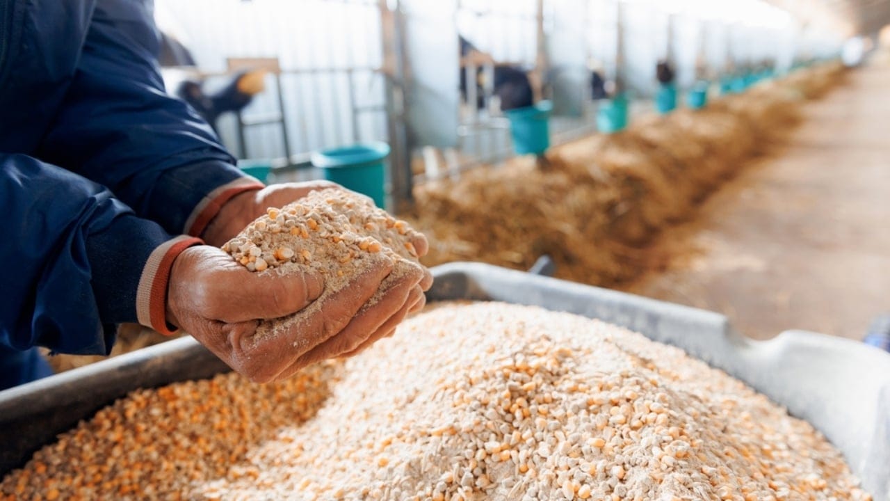 Homemade Chicken Feed 101: Health-Boosting Recipes, Including Our Tried-and-True Favorite - corn and wheat feeds ss2413327775