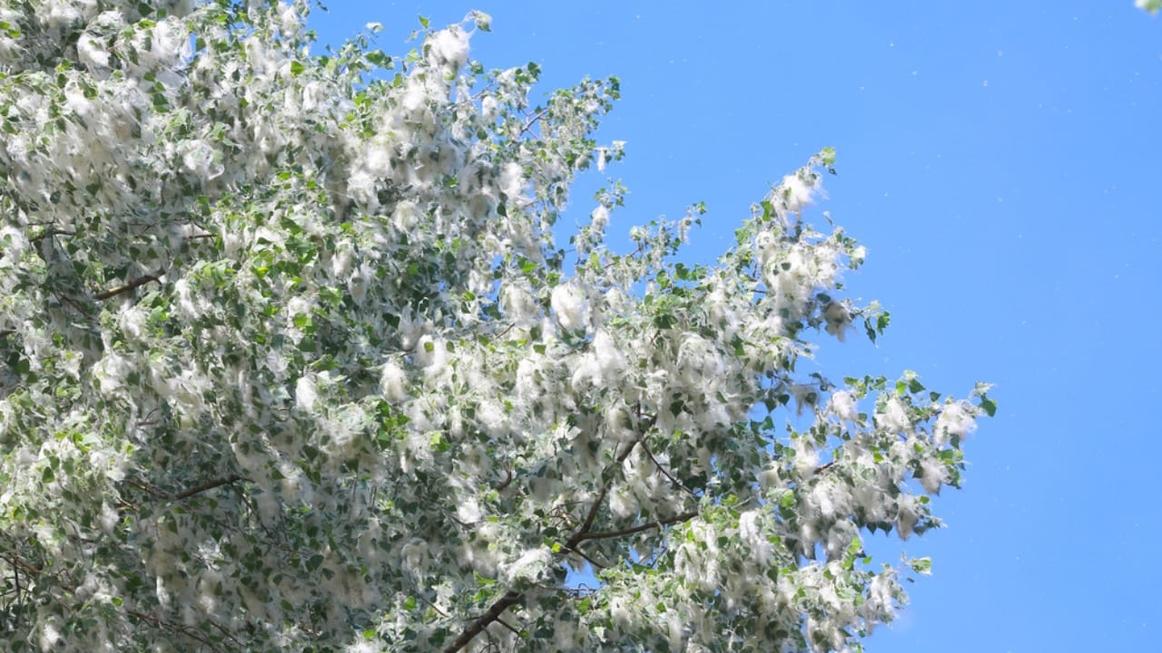 15 Plants to Turn Your Garden into a Hummingbird Haven - cottonwood dp44876635