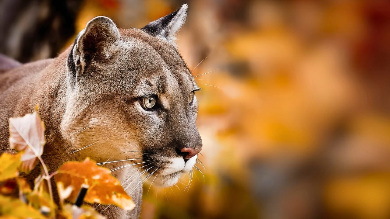 The 15 States Where You’re Most Likely to Spot a Cougar 3 The 15 States Where You’re Most Likely to Spot a Cougar - cougar ss1927135367