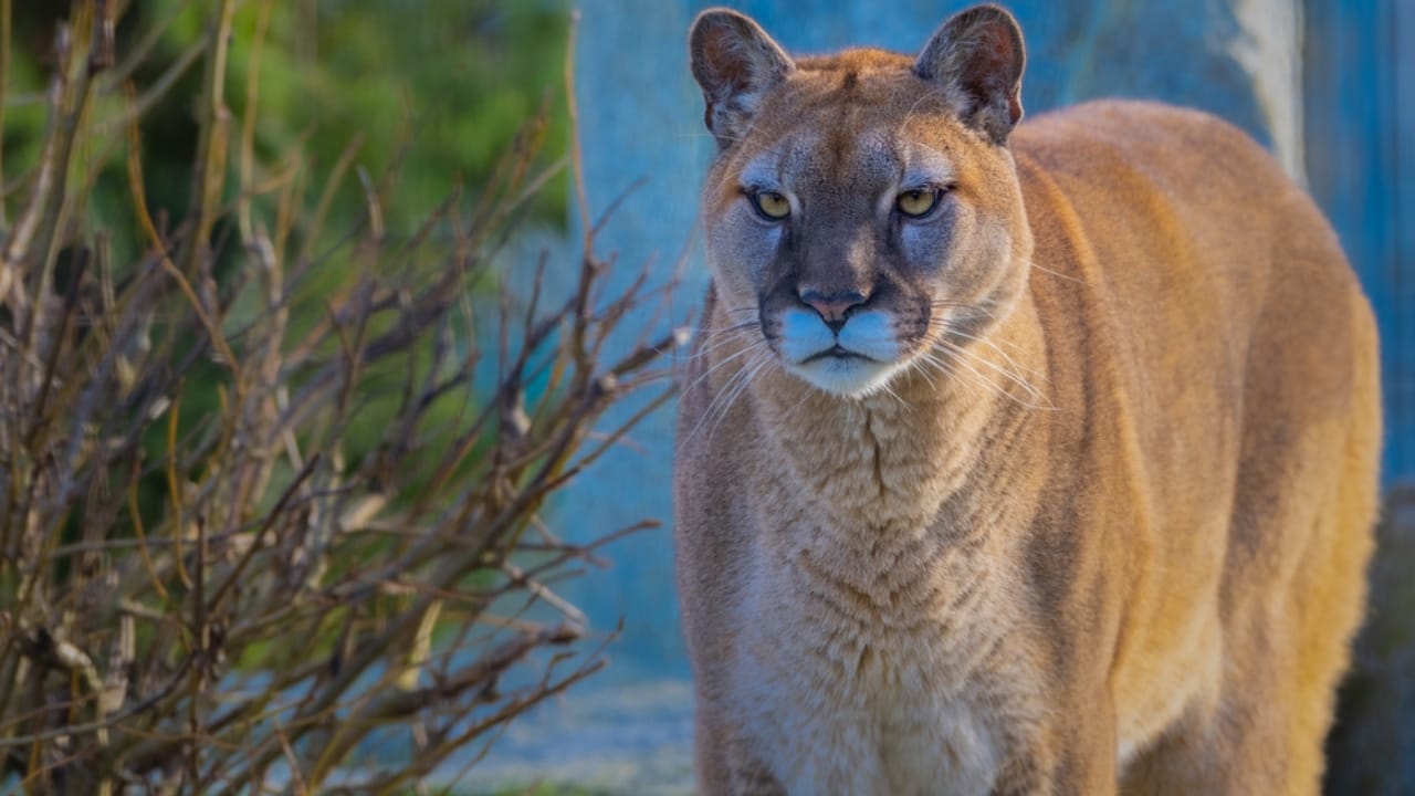15 Fascinating Facts About Cougars, North America’s Secretive Big Cat 7 15 Fascinating Facts About Cougars, North America’s Secretive Big Cat - cougar ss1927159910