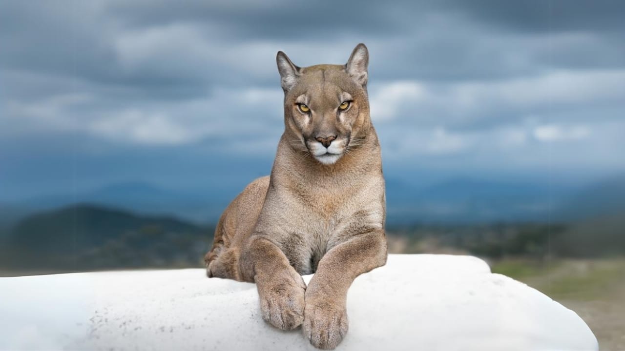 15 Fascinating Facts About Cougars, North America’s Secretive Big Cat 6 15 Fascinating Facts About Cougars, North America’s Secretive Big Cat - cougar ss2362862049