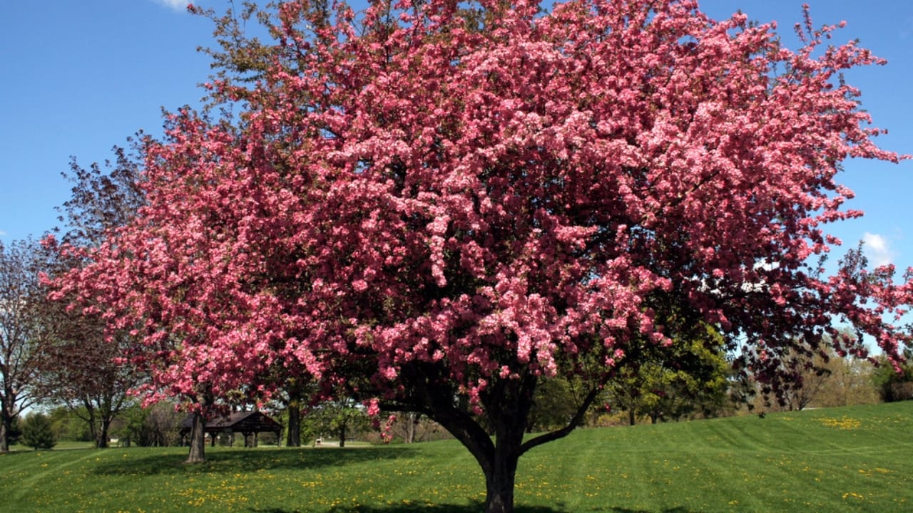 10 Trees to Make Your Backyard Smell Like Paradise - crab apple tree dp34144215