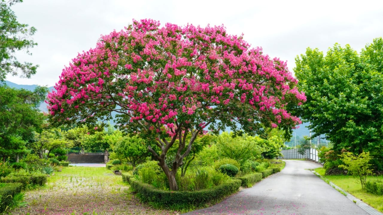 Small, Drought-Tolerant Trees: 15 Non-Invasive Picks for Your Yard - crape myrtle ss1461441794