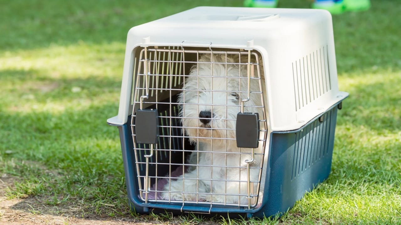 The Right Way to Crate Your Dog: Dos, Don’ts & Time Limits 5 The Right Way to Crate Your Dog: Dos, Don’ts & Time Limits - crate punishment dp49201965