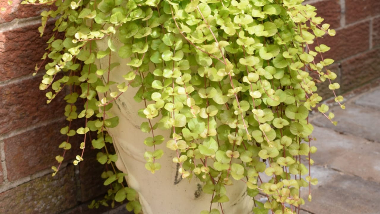 15 Low-Growing Perennials Perfect for Small Gardens 14 15 Low-Growing Perennials Perfect for Small Gardens - creeping jenny ss1798648015