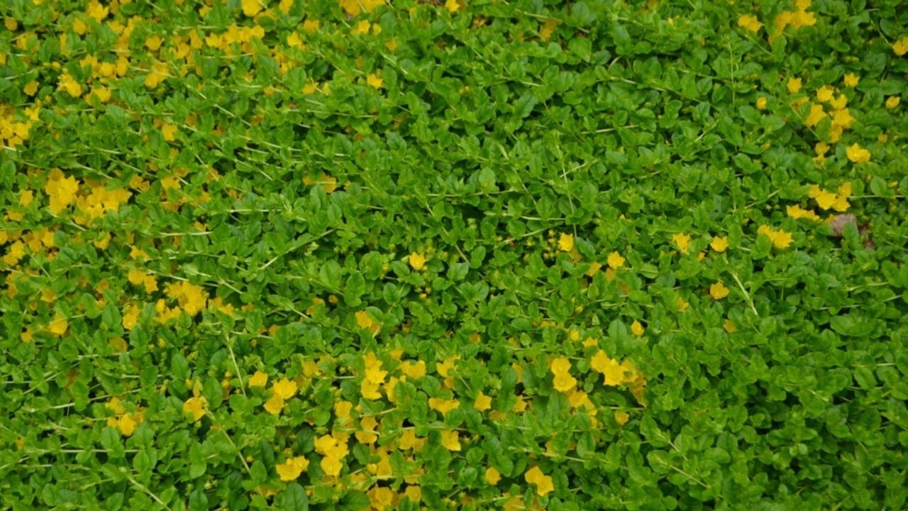Say Goodbye to Weeds with These 15 Creeping Garden Path Plants 5 Say Goodbye to Weeds with These 15 Creeping Garden Path Plants - creeping jenny ss2413564405