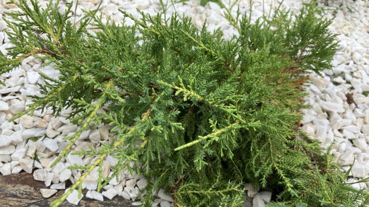 15 Evergreen Perennials for Constant Color & Natural Weed Control - creeping juniper ss2505625507