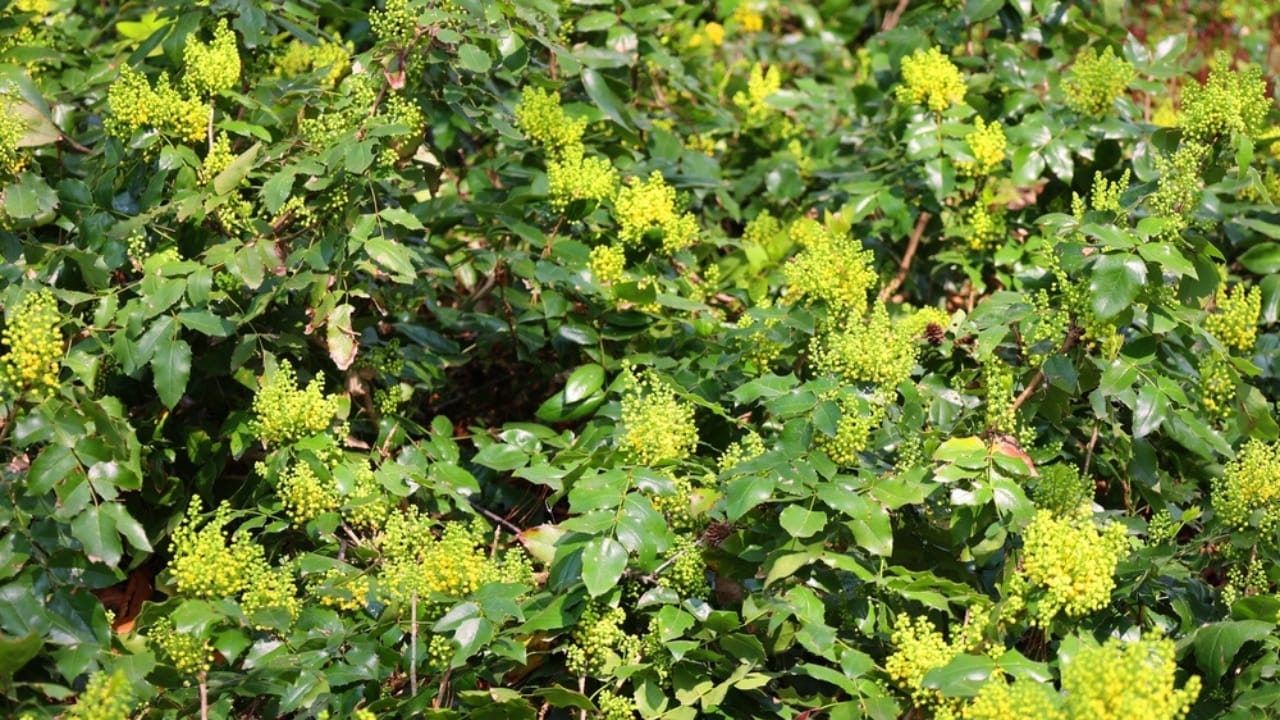 12 Shrubs That Handle Anything & Look Great Doing It 11 12 Shrubs That Handle Anything & Look Great Doing It - creeping mahonia ss2301214339