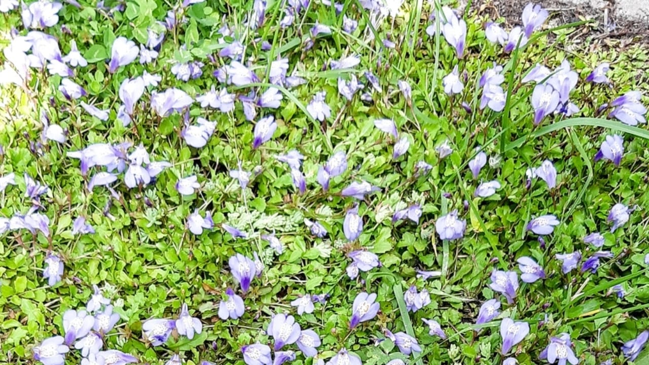 Say Goodbye to Weeds with These 15 Creeping Garden Path Plants 10 Say Goodbye to Weeds with These 15 Creeping Garden Path Plants - creeping mazus ss2165920145