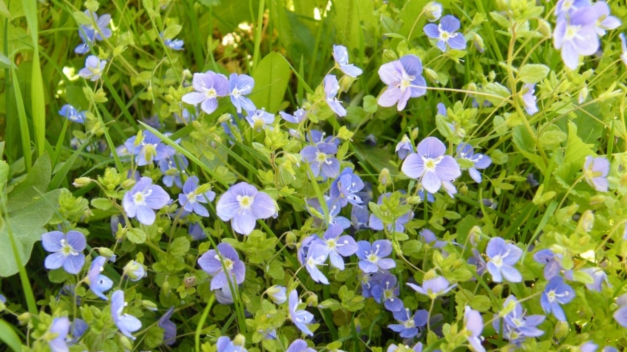 Say Goodbye to Weeds with These 15 Creeping Garden Path Plants 15 Say Goodbye to Weeds with These 15 Creeping Garden Path Plants - creeping speedwell ss2422532617