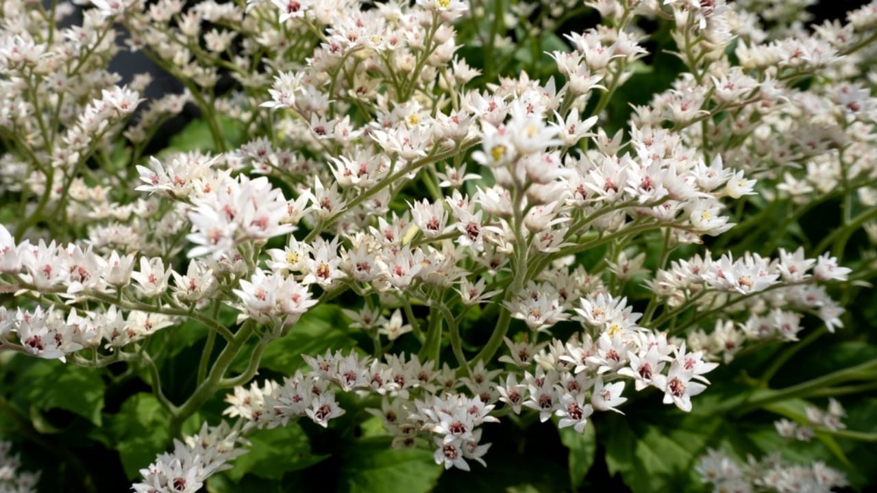 15 Perennials to Make Your Autumn Garden Glow with Colorful Foliage 13 15 Perennials to Make Your Autumn Garden Glow with Colorful Foliage - crimson fan ss2466944101