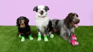 Now Your Pup Can Enjoy Wearing Crocs, Too 1 Now Your Pup Can Enjoy Wearing Crocs, Too - crocs dog shoe 1