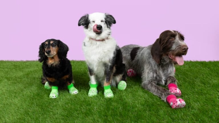 Now Your Pup Can Enjoy Wearing Crocs, Too 2 Now Your Pup Can Enjoy Wearing Crocs, Too - crocs dog shoe 1