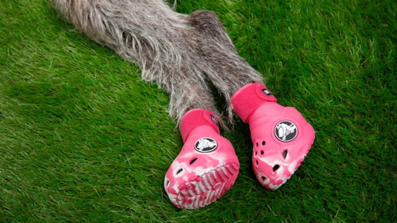 Now Your Pup Can Enjoy Wearing Crocs, Too 5 Now Your Pup Can Enjoy Wearing Crocs, Too - crocs dog shoe 4
